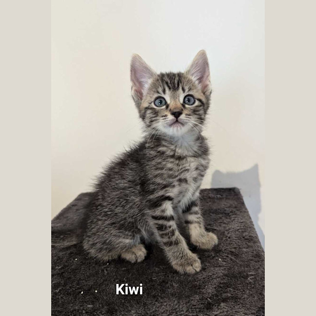 Photo of Kiwi