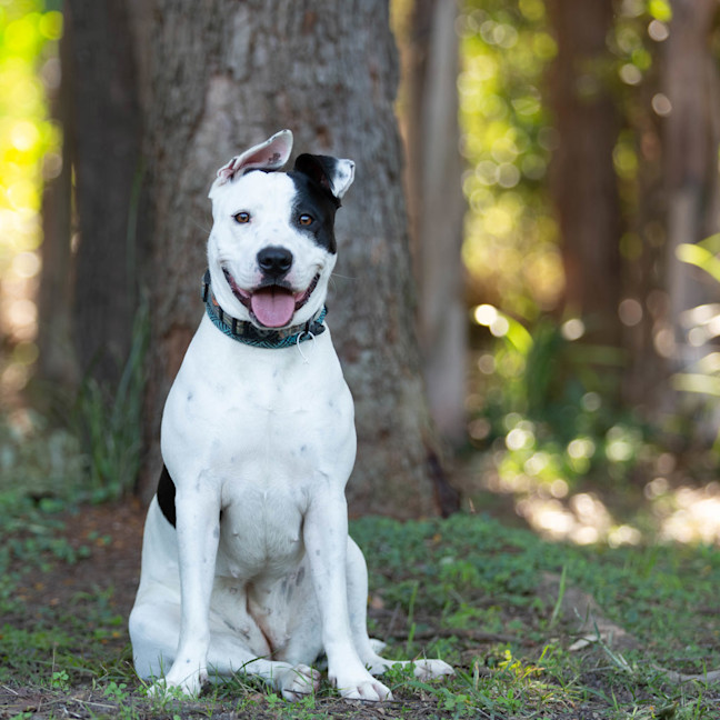 Photo of Nova