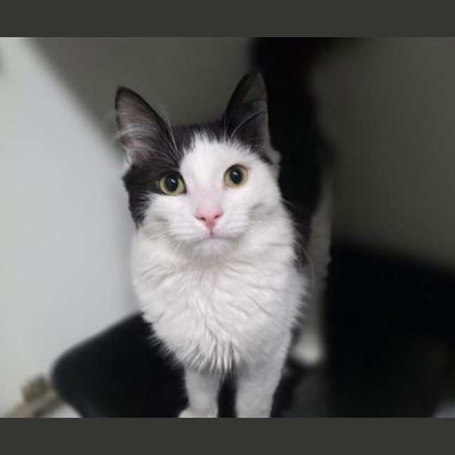 Photo of Oreo
