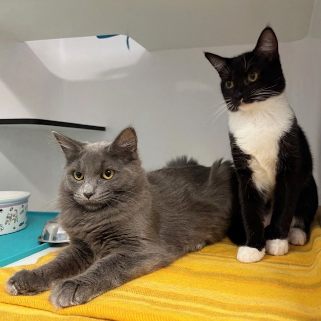 Photo of Emma Stk013179 & Freddie Stk013181