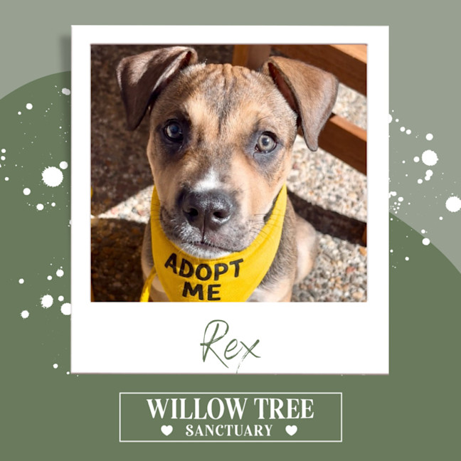 Photo of Rex