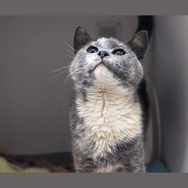 Photo of Basil