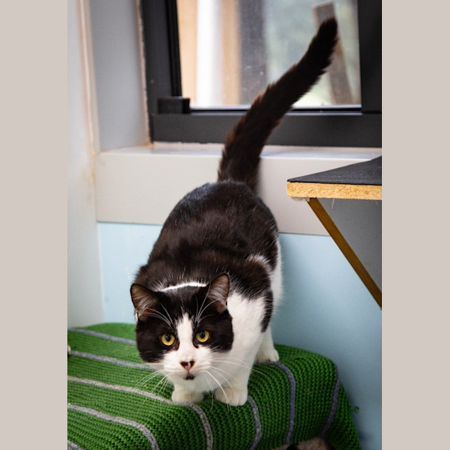 Photo of Caspian