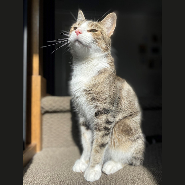 Photo of Willow 