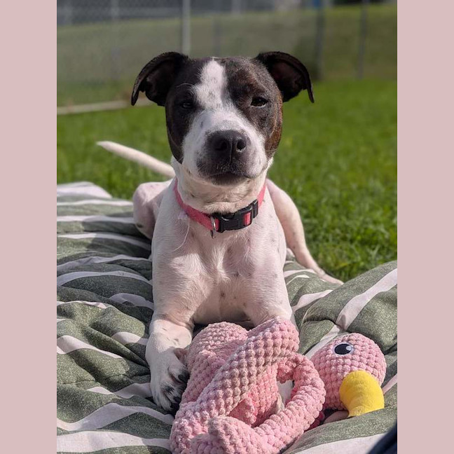 Photo of Gypsy