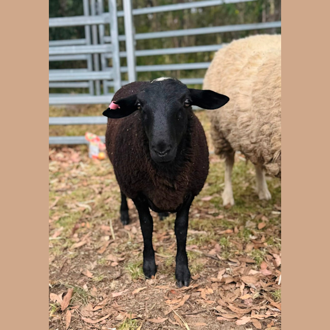 Photo of Lord & Lady Fluffington & Fluffer Nutter. 