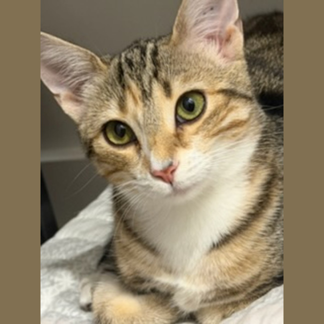 Photo of Peanut *9 Lives Project Rescue*