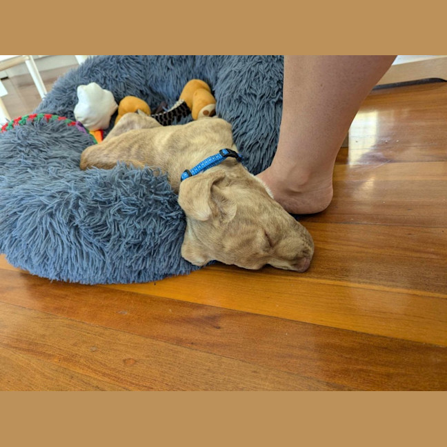 Photo of Teddy