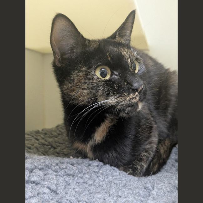 Photo of 🦦 Damita 6889 🦦