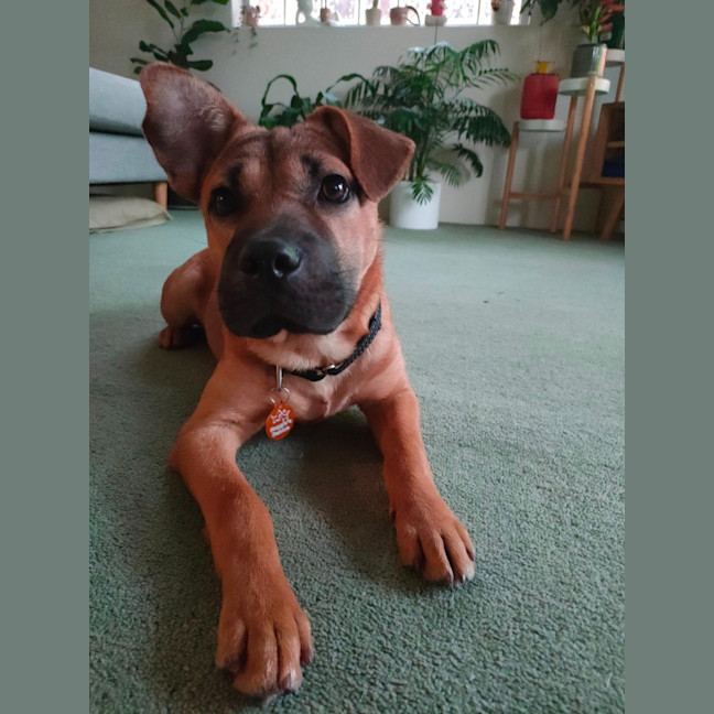 Photo of Rooster
