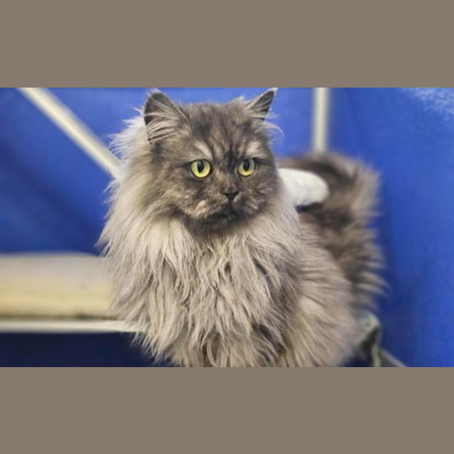 Photo of Lady Anastasia