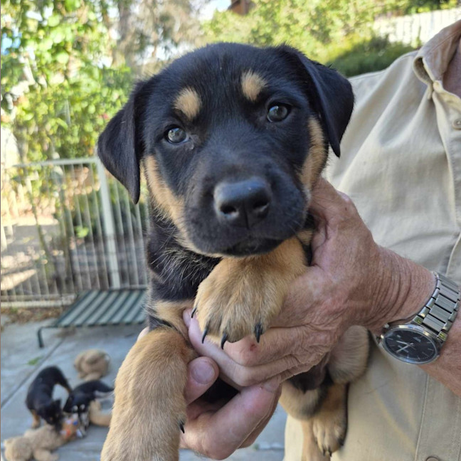 Photo of Dahlia