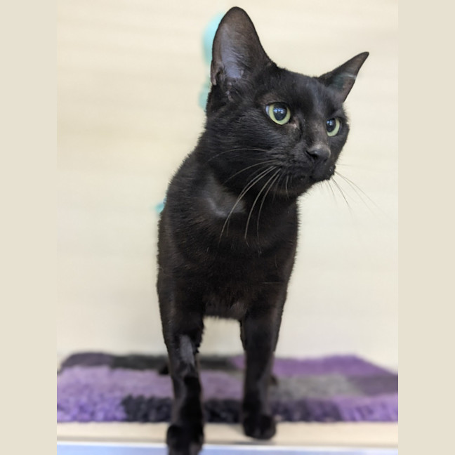 Photo of 🎠 Maloo 5811 🎠