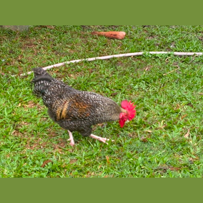 Photo of Six Roosters