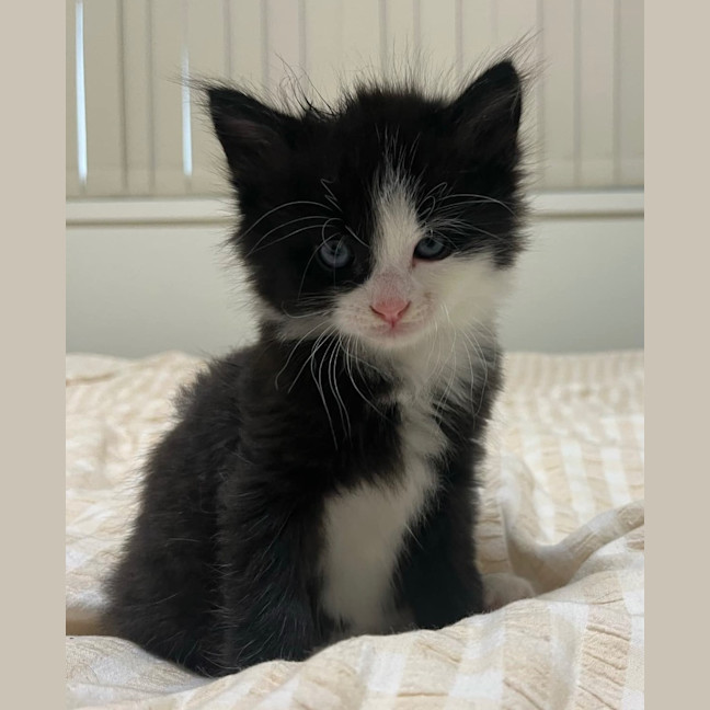 Photo of Rinklestein