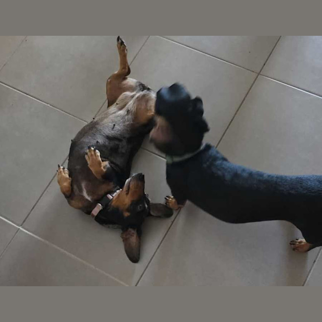 Photo of Ruby & Oreo