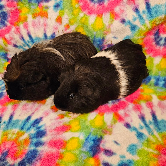 Photo of Coco & Marshmellow 