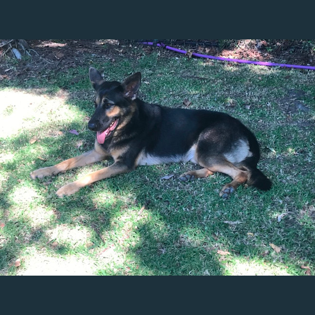 Photo of Indi