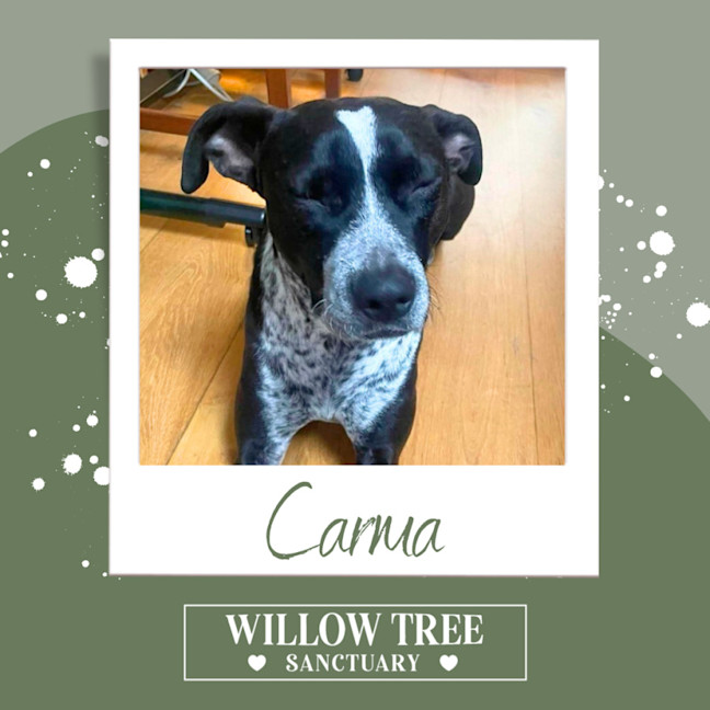 Photo of Carma