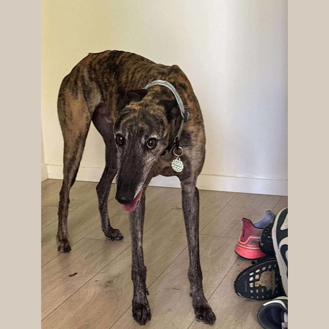 Photo of Frankie, The Greyhound