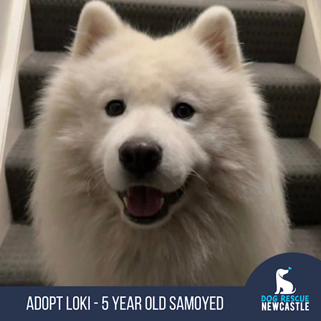 Photo of Loki   5 Year Old Samoyed