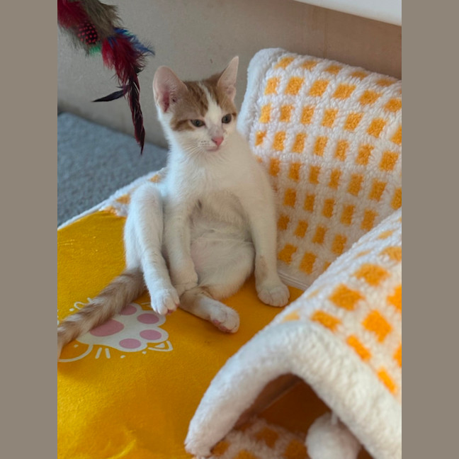 Photo of Strudel