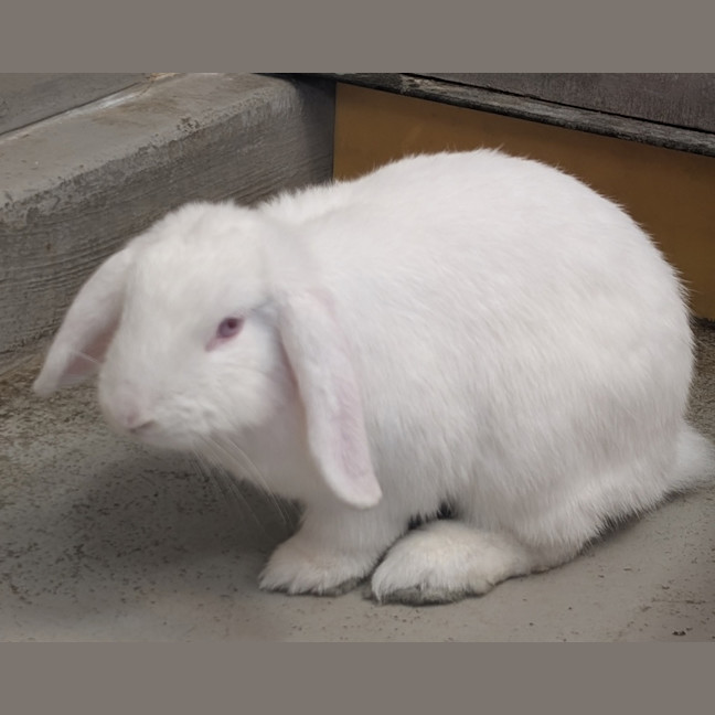 Photo of Missy Moo