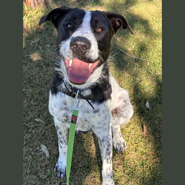 Photo of Daisy