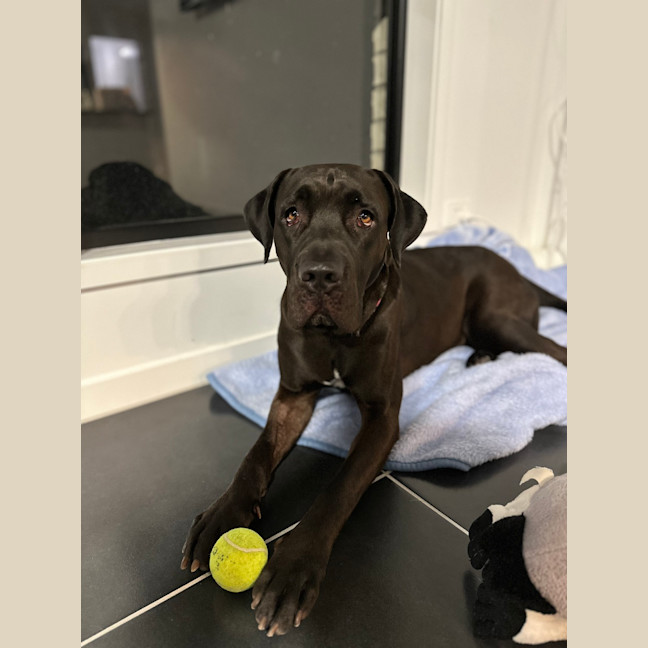 Photo of Bindi