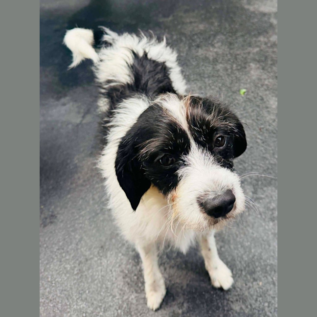 Photo of Oscar
