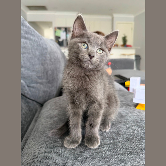 Photo of Harley & Harper