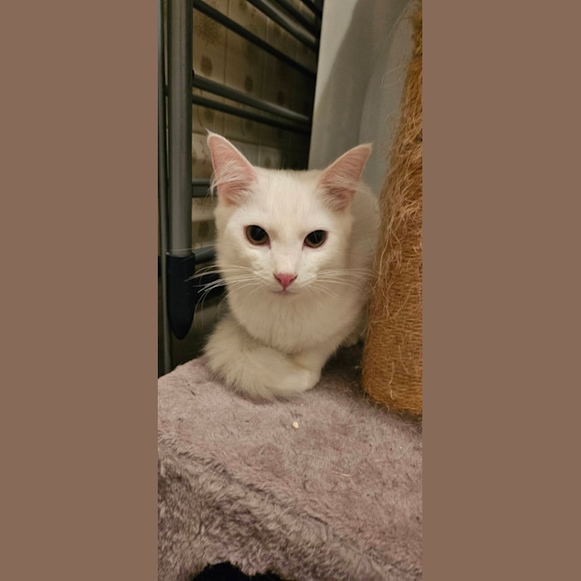 Photo of Cosima *9 Lives Project Rescue*