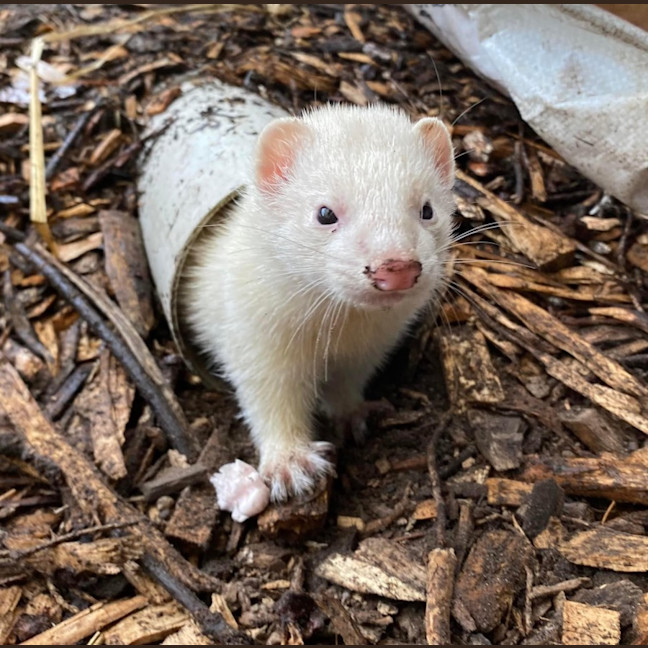Photo of Pancake & Duckie