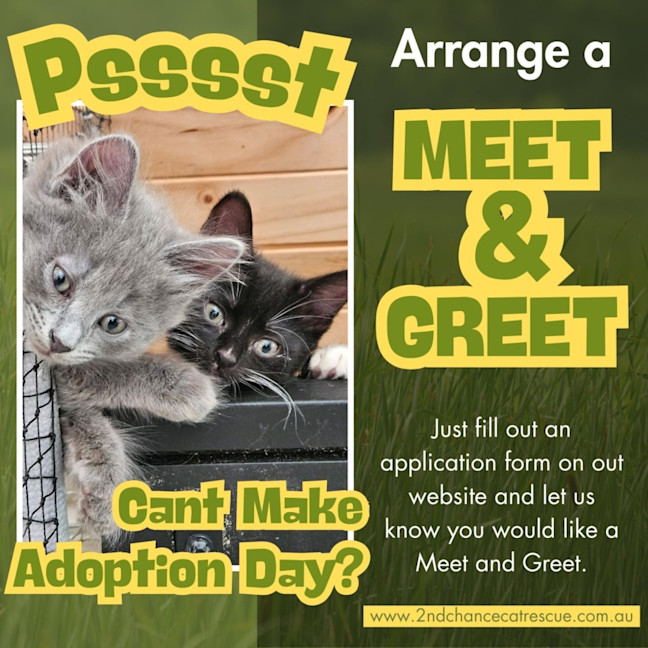 Photo of Copper ** 2nd Chance Cat Rescue**