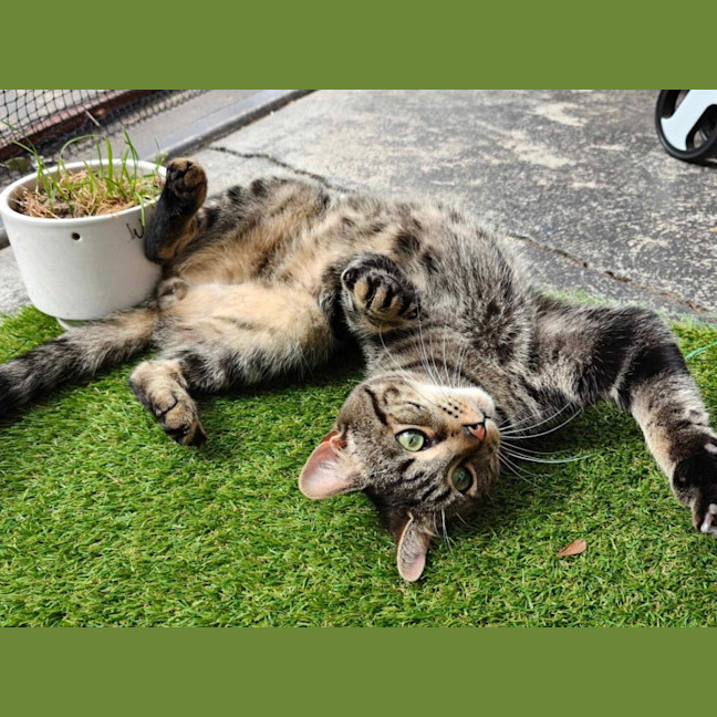 Photo of Biscuit (Located In Berwick)