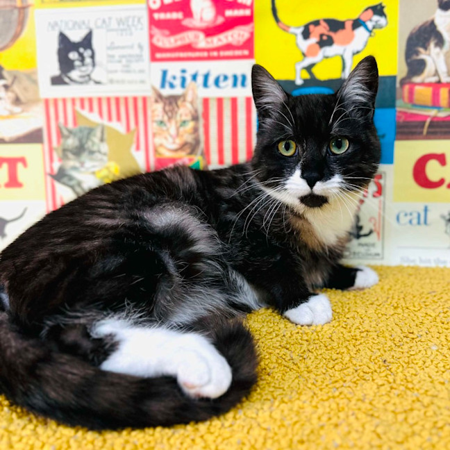 Photo of Henson   Located In Preston