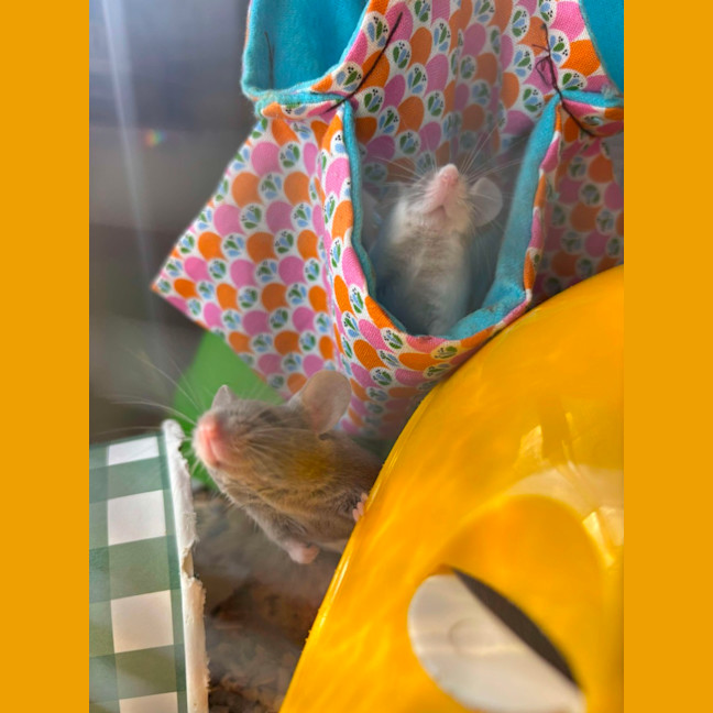 Photo of Rocky & Kinks