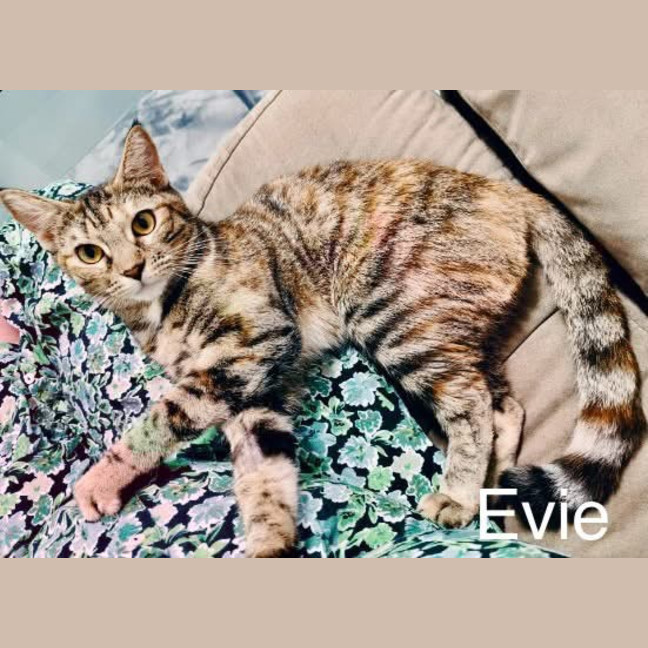 Photo of Evie
