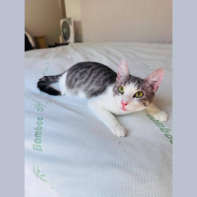 Photo of Pixie 🧚🏻 The Princess 👑 