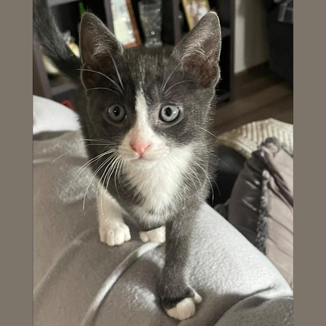 Photo of Zorro