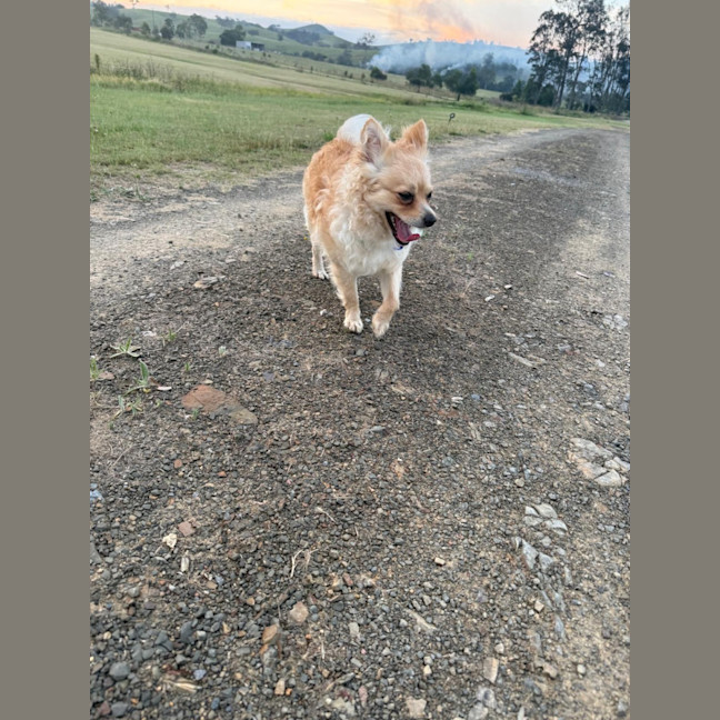 Photo of Barry   16 Month Old Pomeranian X