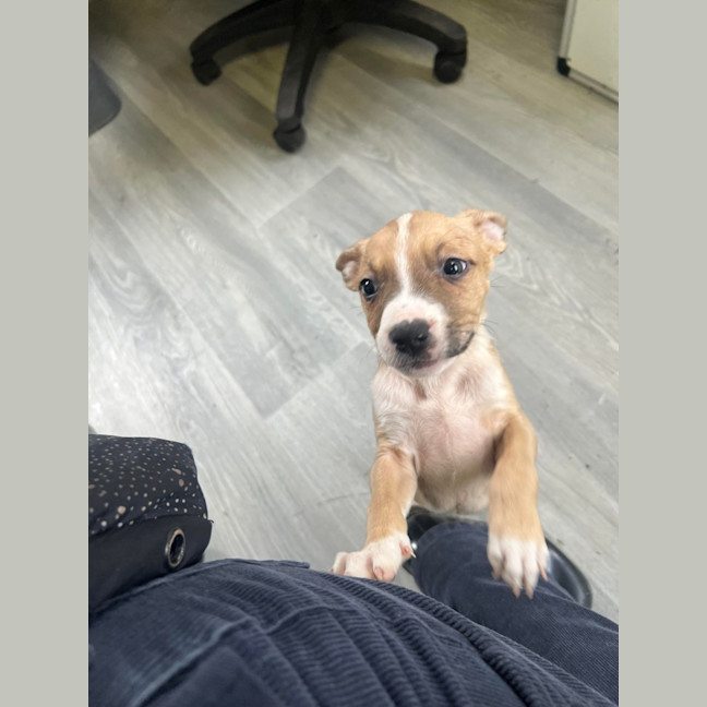 Photo of Cinnamon