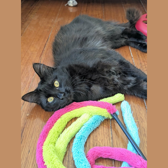 Photo of Percy *9 Lives Project Rescue*