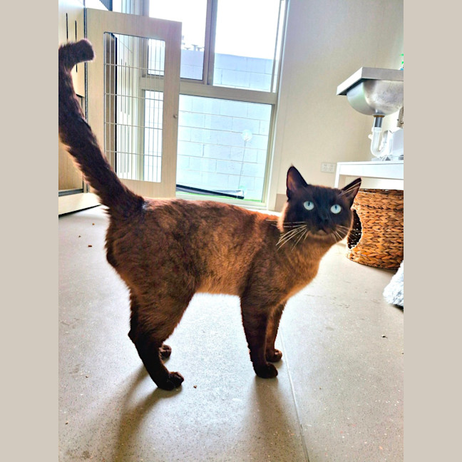 Photo of C1341 Lindt