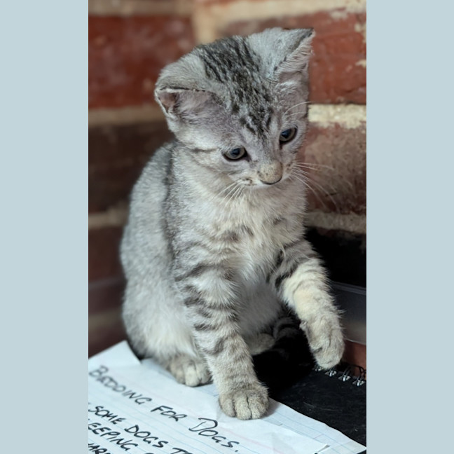 Photo of Choc Chip