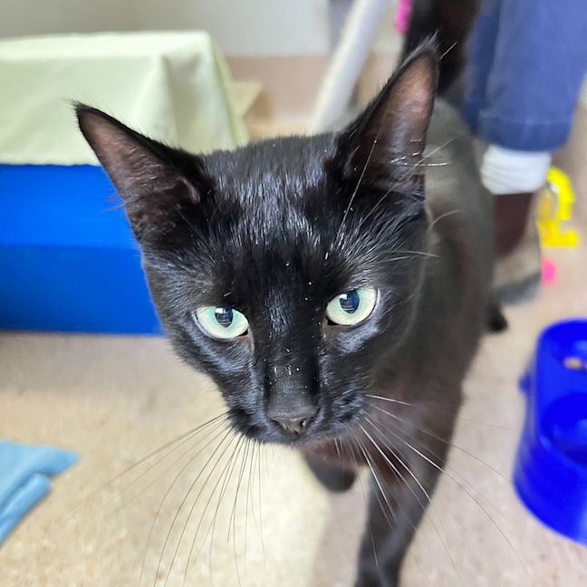 Photo of Mambo