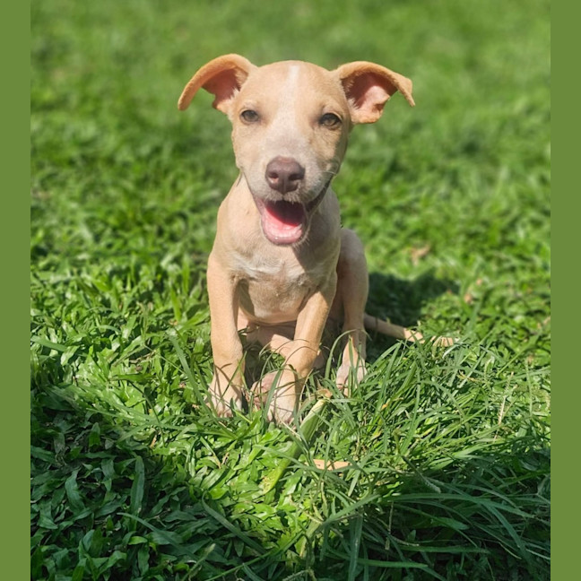 Photo of Shelby