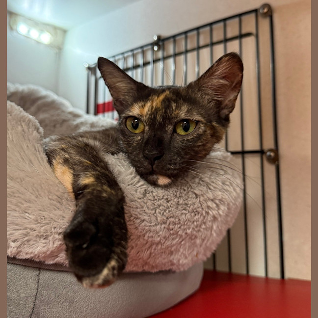 Photo of Willow