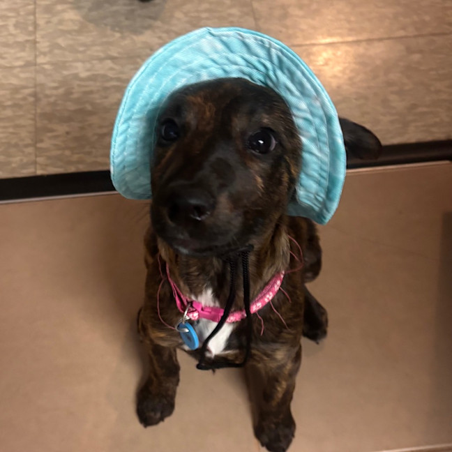 Photo of Moana
