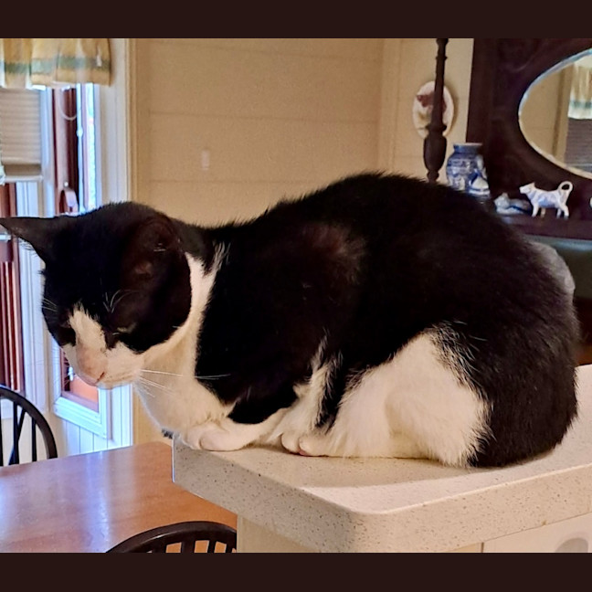 Photo of Dasher